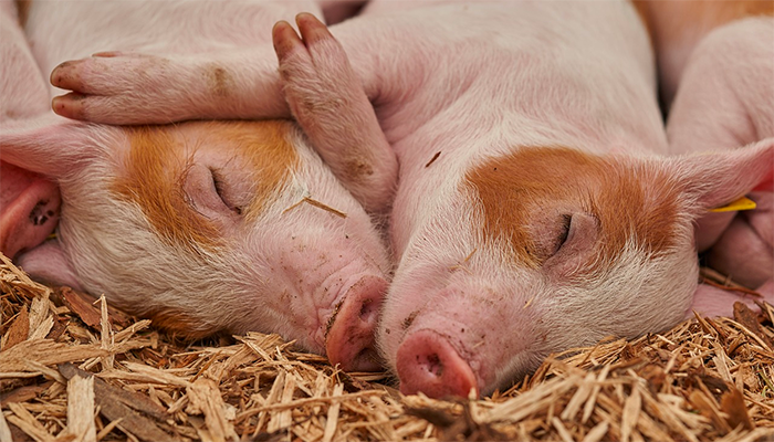 «свинья к чему снится во сне? если видишь во сне свинья, что значит?»