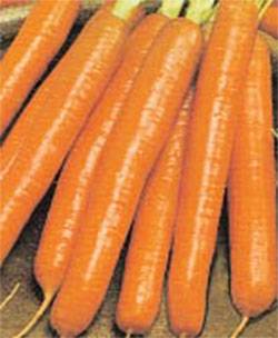 Выращивание моркови в средней полосе: обзор лучших сортов