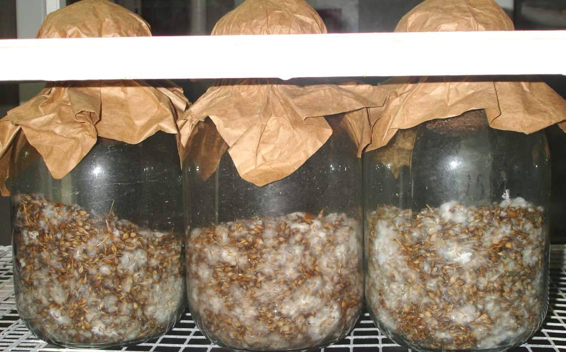 Выращивание мицелия вешенки в домашних условиях