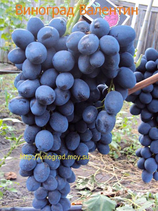 Правила посадки и выращивания винограда Декабрьский