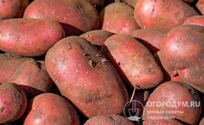 Сорт картофеля — беллароза