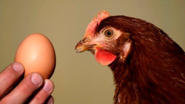 Сколько лет несутся куры в домашних условиях и какое количество яиц в год они могут принести?