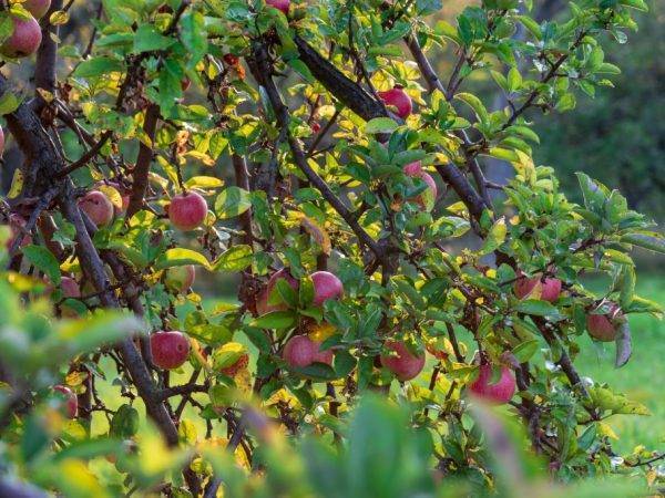 Виды и сорта яблонь