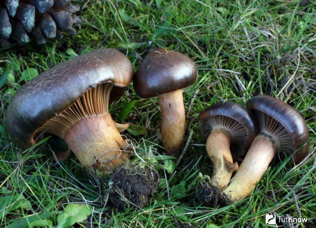 Мокруха сосновая (пурпуровая): описание, рецепты. фото гриба
