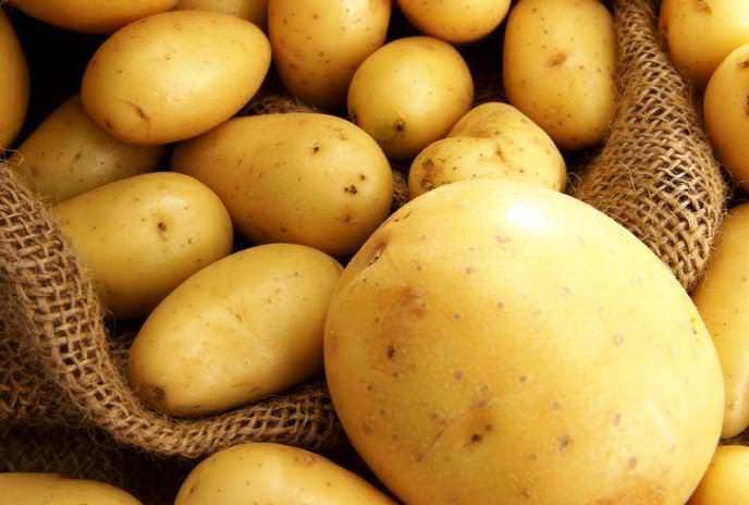 Описание сорта картофеля любава