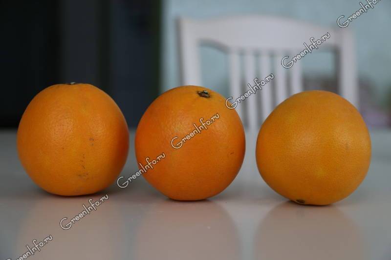 Чем полезны апельсины?