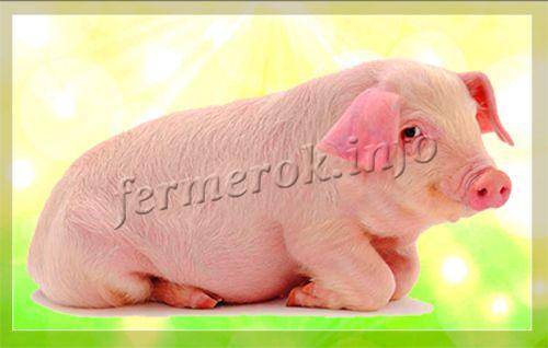 Свиньи мясной породы: самые лучше, крупные, их описание и фото