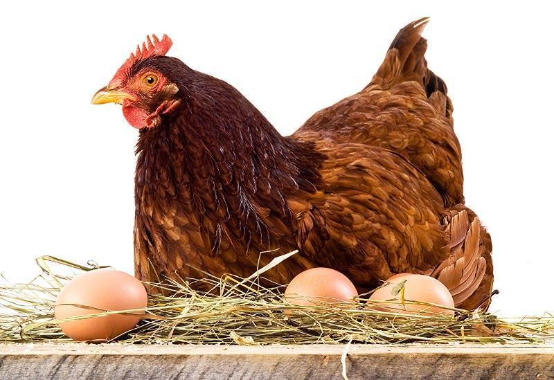 Что делать, чтобы куры несли крупные яйца и не болели