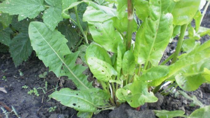 Табачная пыль: применение в садоводстве от вредителей и как удобрение, отзывы, как приготовить