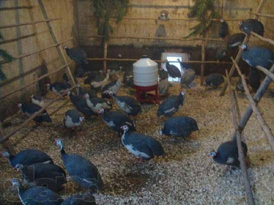 Разведение и содержание царской птицы в домашних условиях для начинающих