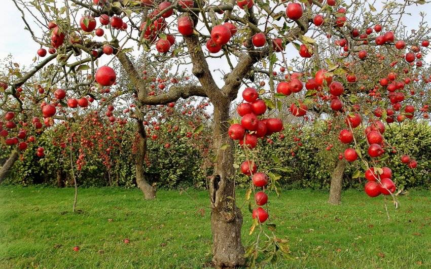 Сколько живет яблоня. продолжительность жизни яблони