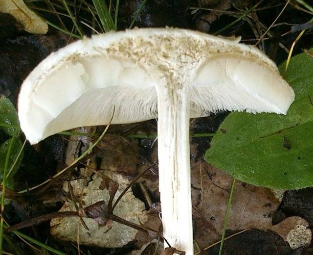 Бывают ли ядовитые грибы червивыми и можно ли их есть (+16 фото)