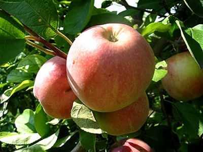 Выращивание яблони Свежесть