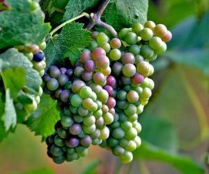 Как ухаживать за виноградом весной: устранение проблем и раскрытие