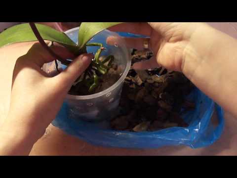 Как правильно посадить орхидею в горшок в домашних условиях: фото и видео от профессионалов