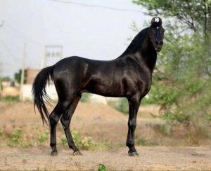 Марвари, порода лошадей: характеристики и фото