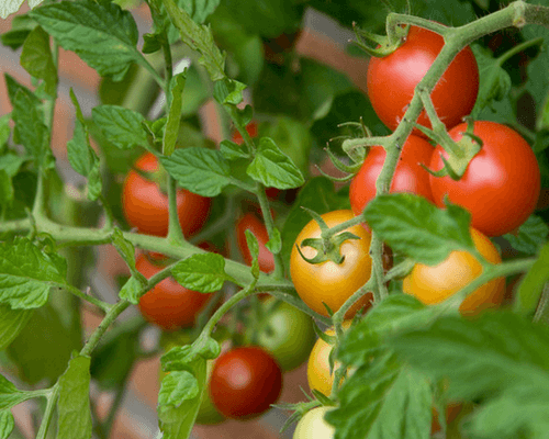 Народные средства для подкормки рассады перца и томатов на рolysad.com