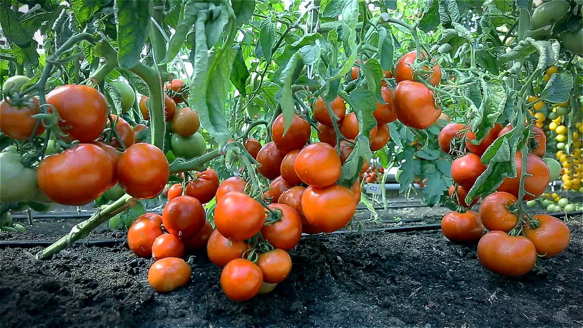 Огурцы и помидоры в одной теплице - огурцы и помидоры, и перцы досадить: можно ли сажать вместе, какая совместимость? русский фермер