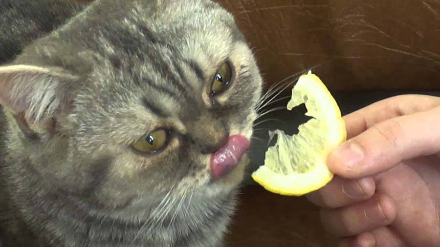 Почему кошки не переносят запах цитрусовых? — 4 лапки