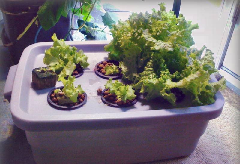 Выращивание зелени на гидропонике в домашних условиях: достоинства, оборудование, приготовление питательного раствора, технология, правила ухода