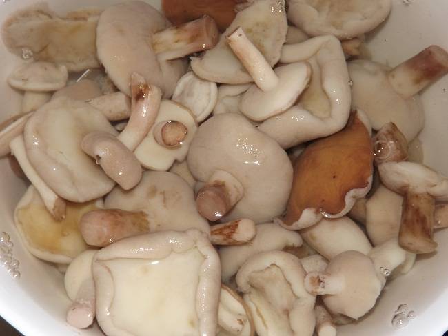 Сколько варить белые грибы - время для мультиварки или кастрюли