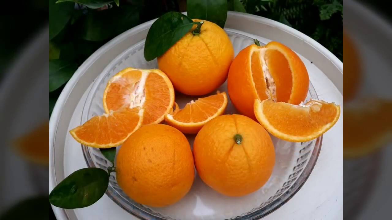 Виды апельсинов
