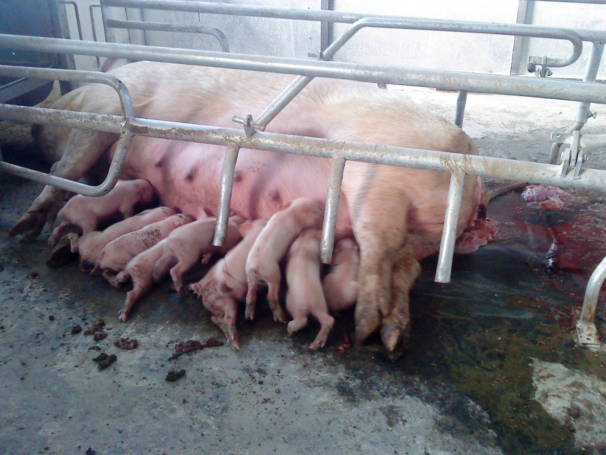 Опорос свиноматок: подготовка, сроки, возможные проблемы и их решение