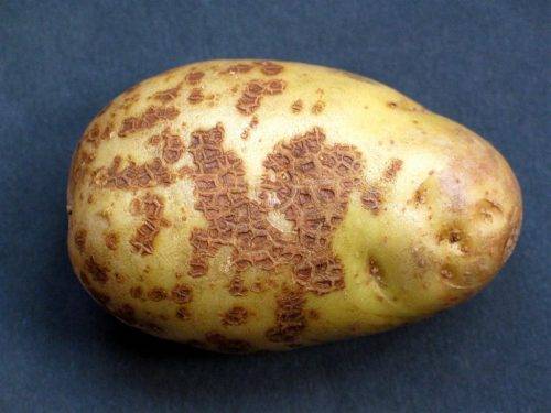 Сорта картофеля: описания, фото, отзывы