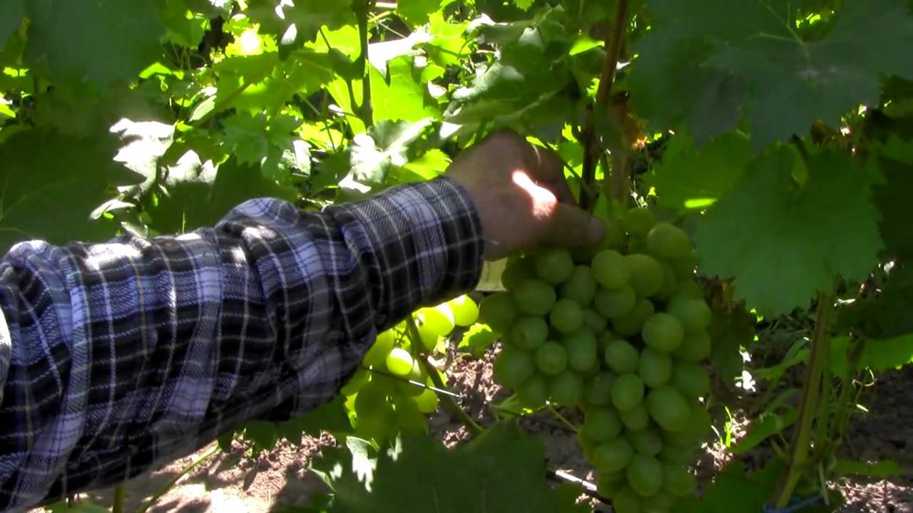 Виноград алекса: описание сорта, фото и отзывы садоводов
