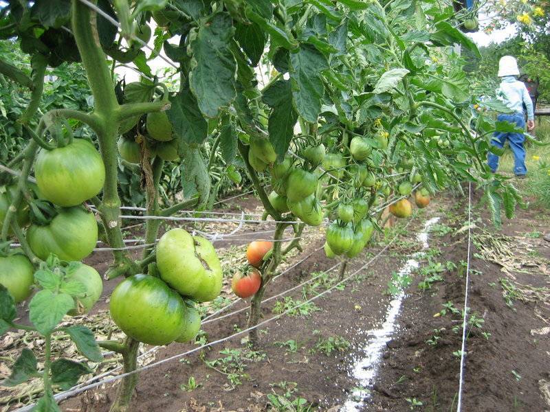 Как пасынковать помидоры в теплице пошагово схема фото видео