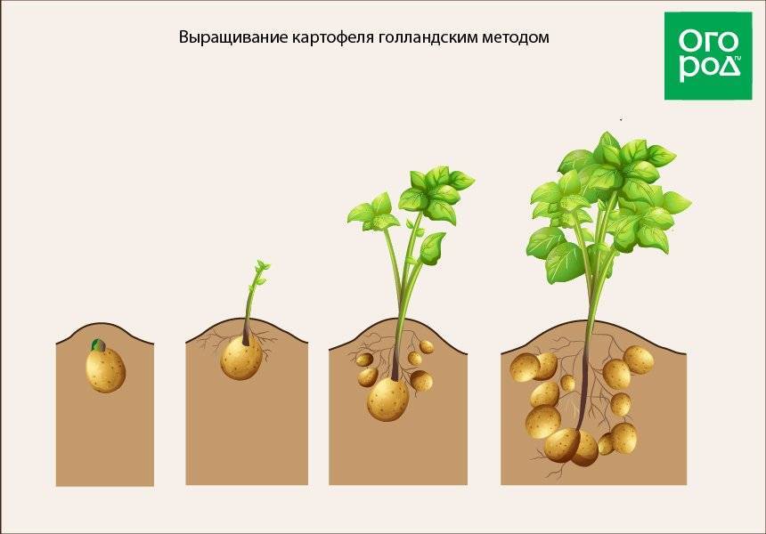 Выращивание картофеля в ящиках и коробах без дна: описание принципа, плюсы и минусы, необходимые условия, пошаговая инструкция и требуемый уход русский фермер