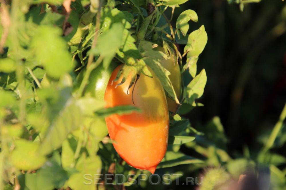 ᐉ агрикола-3 томатов - отзывы, описание - roza-zanoza.ru