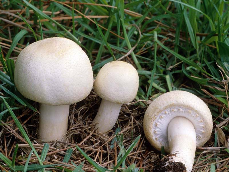 Пошаговая инструкция по выращиванию белых грибов в домашних условиях на приусадебном участке и подоконнике