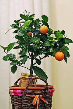 Апельсиновое дерево в домашних условиях - выращивание в горшке, уход