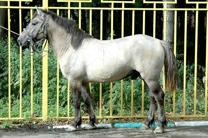 Башкирская лошадь (22 фото): характеристика лошадей, выведенных в башкортостане. описание характера коней и жеребят башкирской породы
