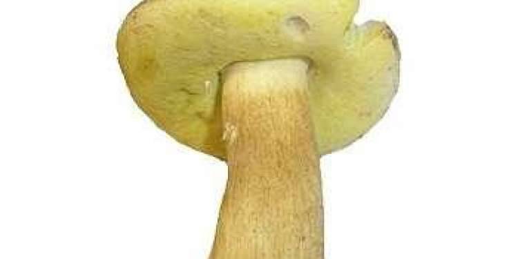 Полубелый гриб — википедия