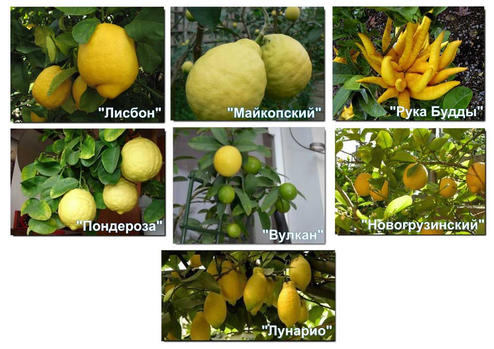 Описание сортов лимонов