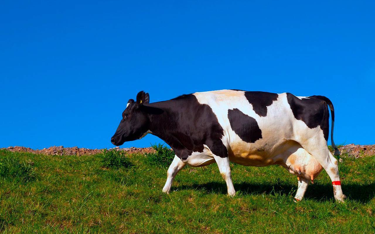 Костромская корова — характеристики, фото и описание, условия содержания, перспективы разведения. | cельхозпортал