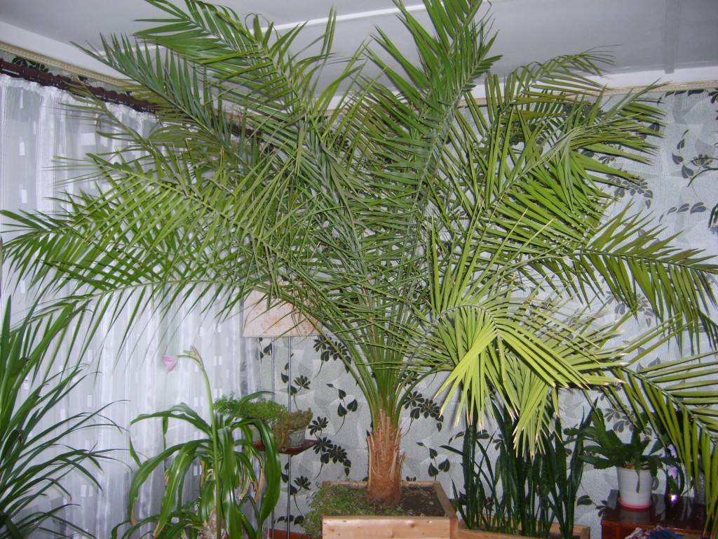 Комнатная пальма: виды, названия, правила ухода и фото