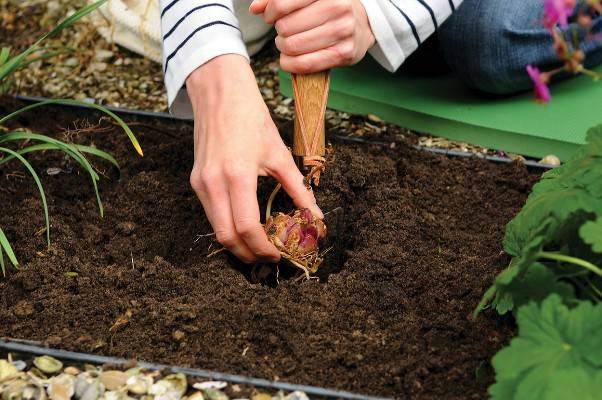 Как выращивать ирисы в домашних условиях и в открытом грунте