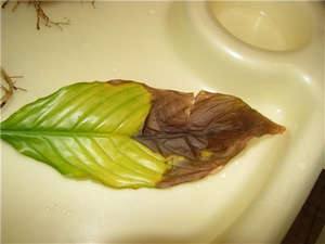 Почему у спатифиллума концы листьев сохнут и чернеют