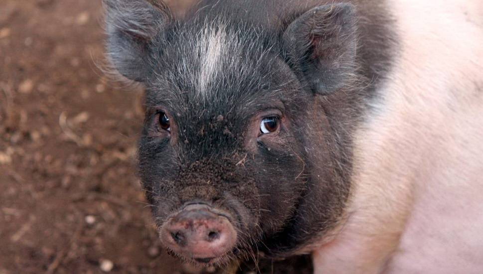Кармалы – порода свиней