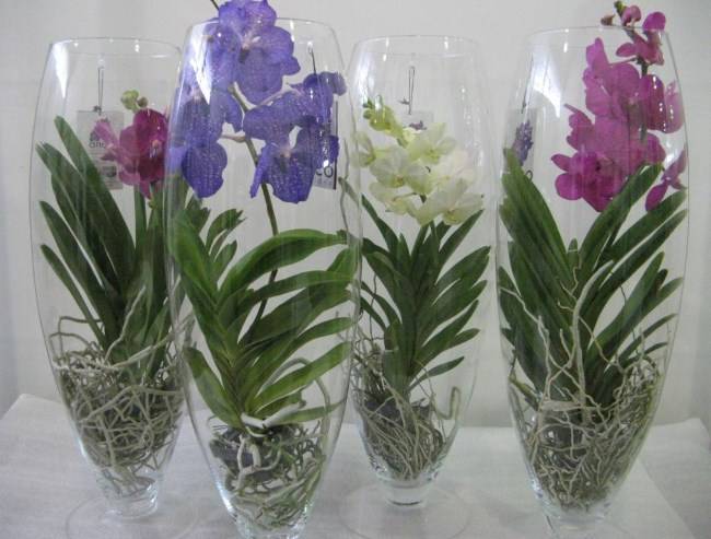 Орхидея ванда: уход в домашних условиях, пересадка, размножение, фото