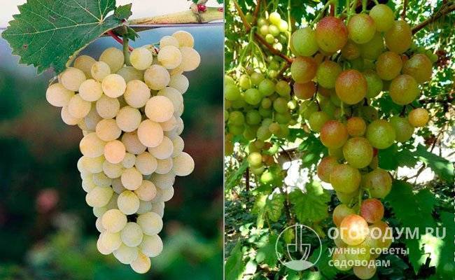 Сорт винограда лора: его описание и уход, достоинства и недостатки, отзывы и фото