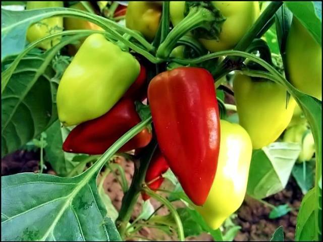 Рассада перца | технология выращивание болгарского (сладкого) перца + 75 фото