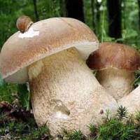 Желчный гриб (горчак): фото и описание, съедобный или нет