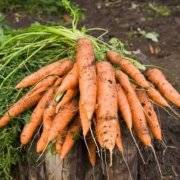 Пошаговая инструкция для начинающих огородников: как правильно проредить морковь и для чего это нужно
