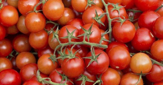 Особенности выращивания томата марьина роща: описание и характеристика сорта