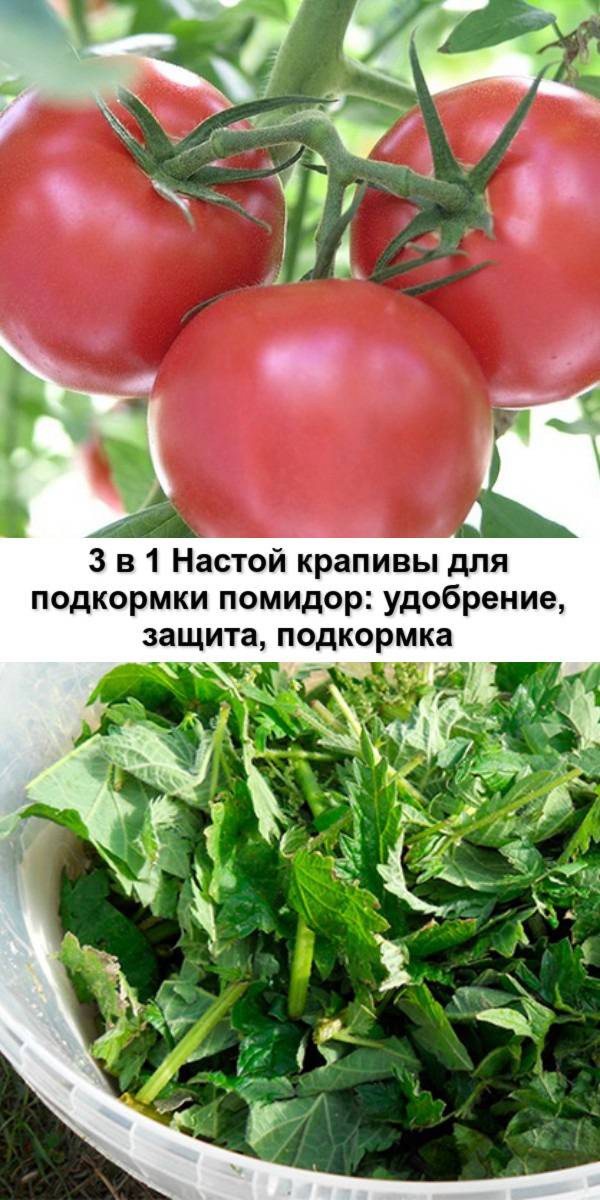 Как приготовить удобрение из крапивы для помидоров и огурцов
