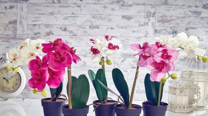 Пересадка орхидеи в домашних условиях — пошаговое руководство